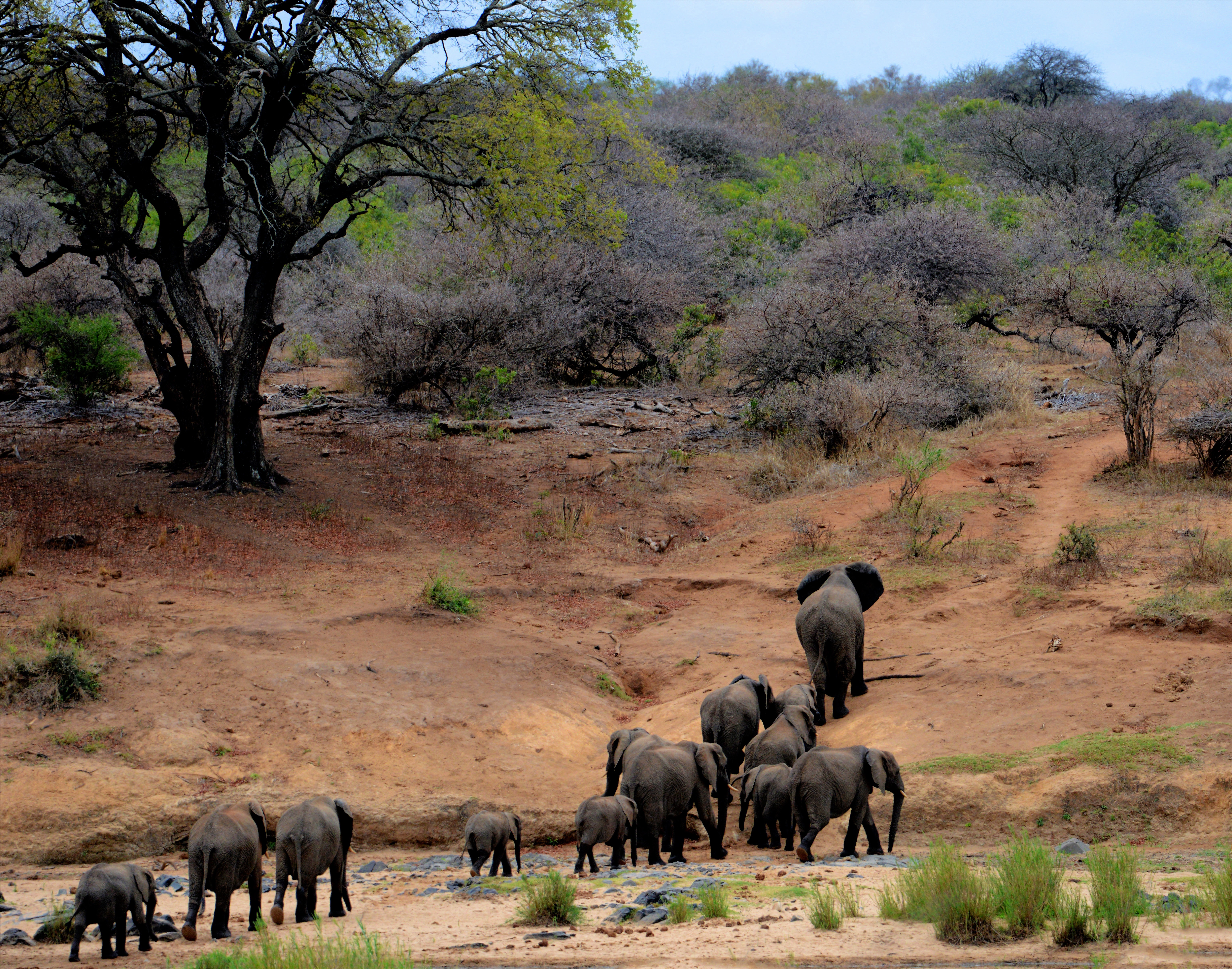 Elephant family