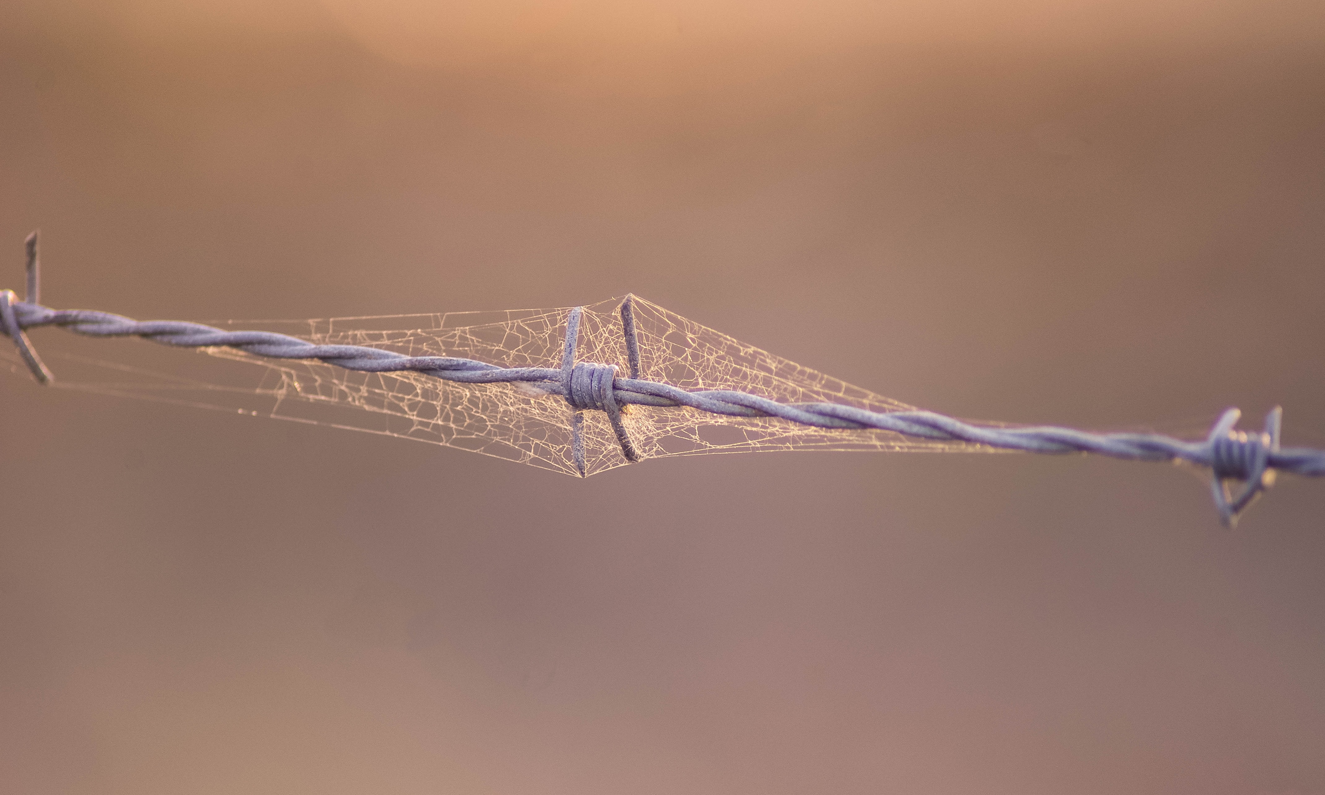 Spiders web around barbed wire. Photo by Ray Dubs on Unsplash