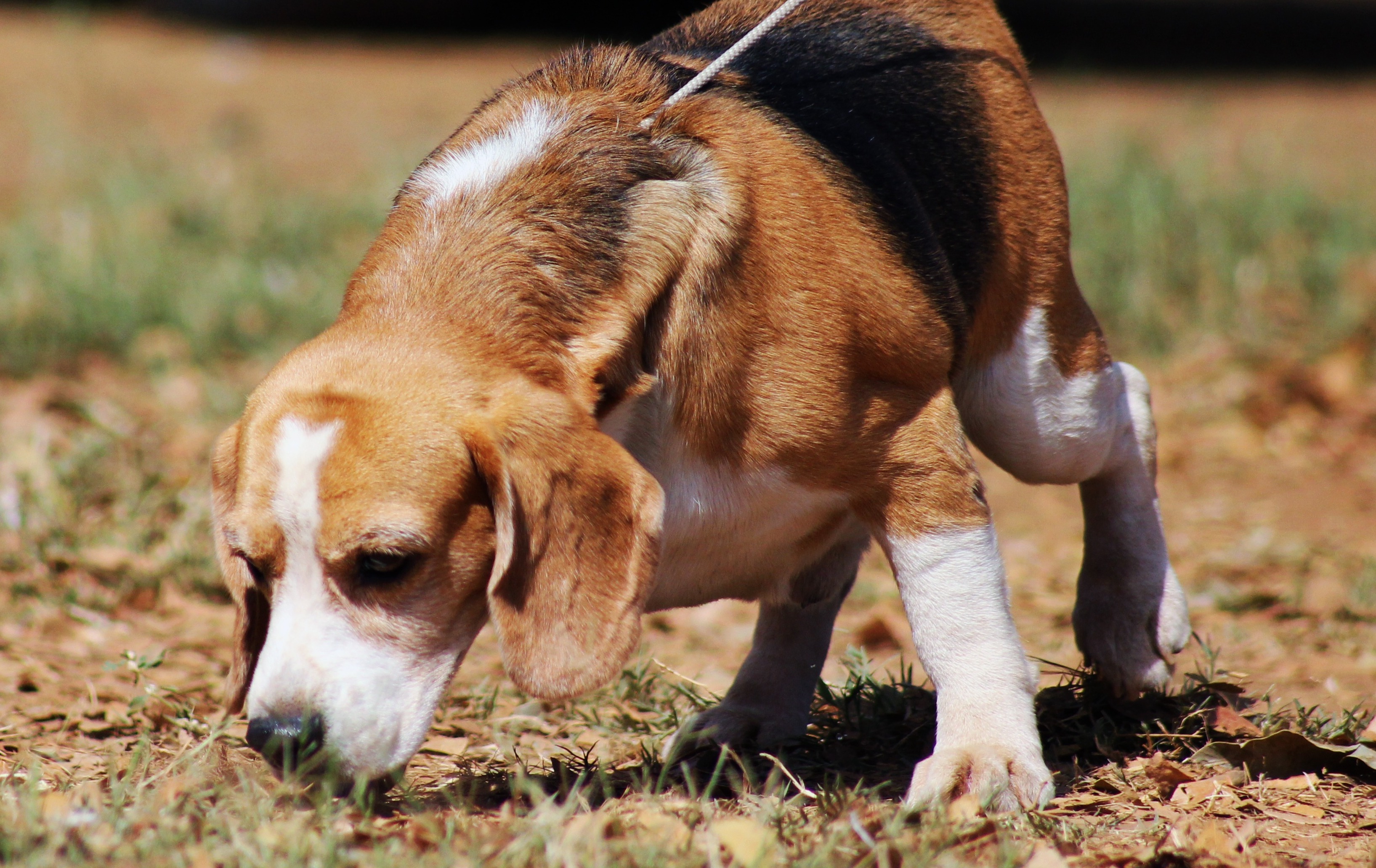 Tracker dog