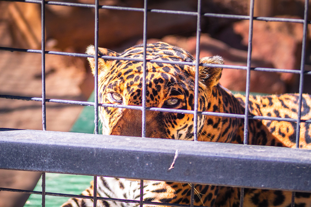 Leopard in a cage